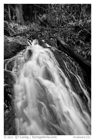 Upper cascades of Fern Falls , Jedediah Smith Redwoods State Park. Redwood National Park (black and white)