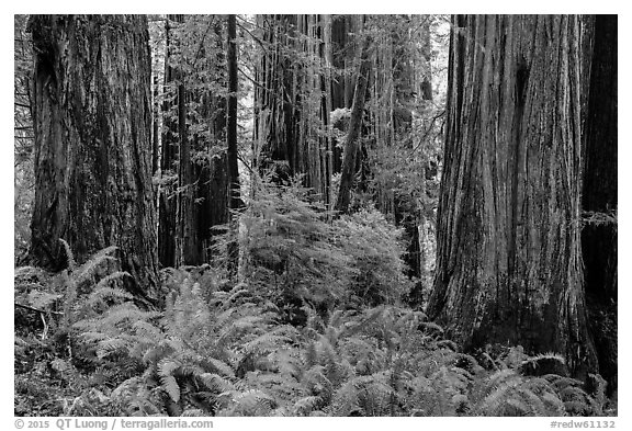 Ferns and trunks of giant redwood trees, Jedediah Smith Redwoods State Park. Redwood National Park (black and white)