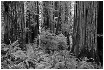 Ferns and trunks of giant redwood trees, Jedediah Smith Redwoods State Park. Redwood National Park ( black and white)