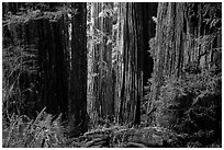 Light on trunks of giant redwood trees, Jedediah Smith Redwoods State Park. Redwood National Park ( black and white)