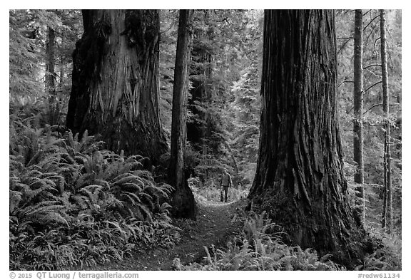 Hiker between giant redwoods, Boy Scout Tree trail, Jedediah Smith Redwoods State Park. Redwood National Park (black and white)
