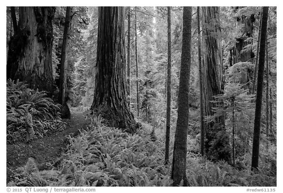 Visitor looking, Boy Scout Tree trail, Jedediah Smith Redwoods State Park. Redwood National Park (black and white)