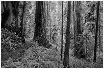 Visitor looking, Boy Scout Tree trail, Jedediah Smith Redwoods State Park. Redwood National Park ( black and white)