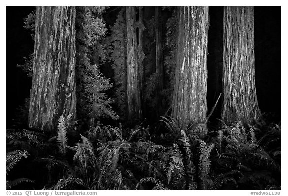 Ancient redwoods lighted at night, Jedediah Smith Redwoods State Park. Redwood National Park (black and white)