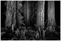 Ancient redwoods lighted at night, Jedediah Smith Redwoods State Park. Redwood National Park ( black and white)
