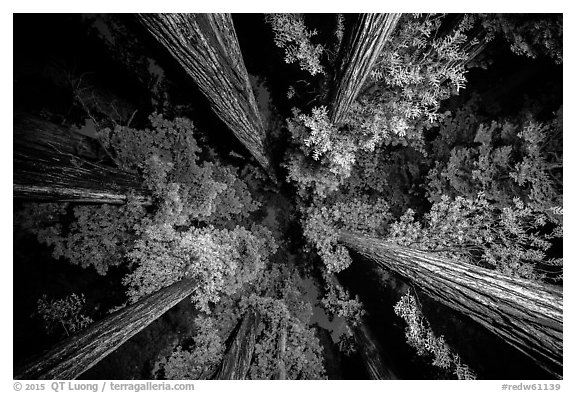 Looking up redwoods lighted at night, Jedediah Smith Redwoods State Park. Redwood National Park (black and white)