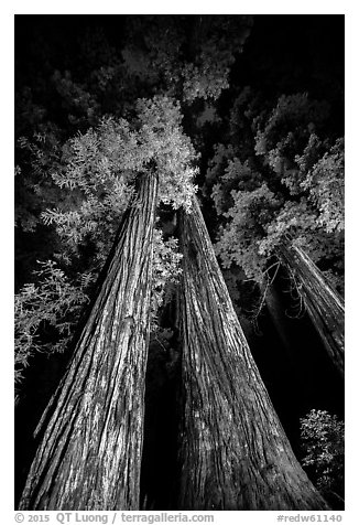 Tall redwoods lighted at night, Jedediah Smith Redwoods State Park. Redwood National Park (black and white)