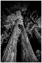 Tall redwoods lighted at night, Jedediah Smith Redwoods State Park. Redwood National Park ( black and white)