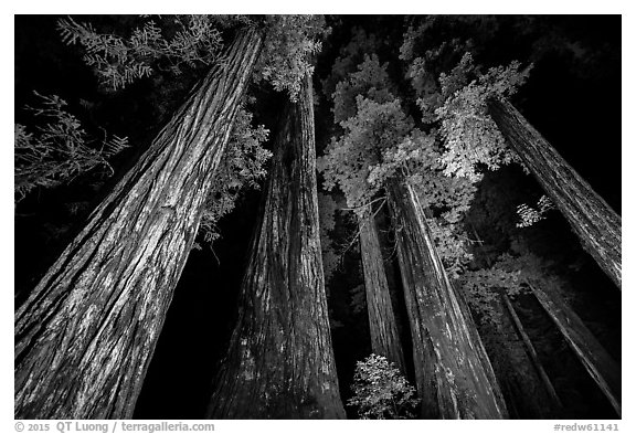 Towering redwoods at night, Jedediah Smith Redwoods State Park. Redwood National Park (black and white)