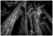 Towering redwoods at night, Jedediah Smith Redwoods State Park. Redwood National Park ( black and white)