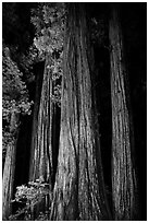 Redwood tree trunks lighted at night, Jedediah Smith Redwoods State Park. Redwood National Park ( black and white)