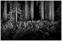 Ferns and redwoods at night, Jedediah Smith Redwoods State Park. Redwood National Park ( black and white)