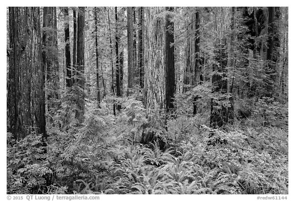 Stout Grove, Jedediah Smith Redwoods State Park. Redwood National Park (black and white)