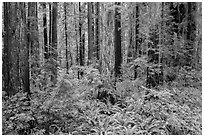 Stout Grove, Jedediah Smith Redwoods State Park. Redwood National Park ( black and white)