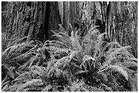 Ferns and textured trunks of giant redwoods, Stout Grove, Jedediah Smith Redwoods State Park. Redwood National Park ( black and white)