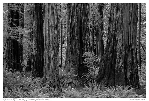 Visitor looking, Stout Grove, Jedediah Smith Redwoods State Park. Redwood National Park (black and white)