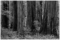 Visitor looking, Stout Grove, Jedediah Smith Redwoods State Park. Redwood National Park ( black and white)