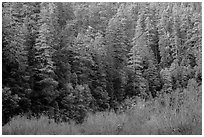 Bare branches and redwood trees, Jedediah Smith Redwoods State Park. Redwood National Park ( black and white)