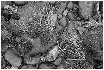 Ground close-up of pebbles and moss on shore of Smith River, Jedediah Smith Redwoods State Park. Redwood National Park ( black and white)