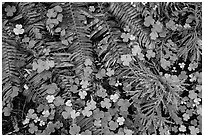Ground close-up of clovers, shamrocks, ferns, and redwood needles, Stout Grove, Jedediah Smith Redwoods State Park. Redwood National Park ( black and white)