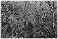 Moss-covered alder trees. Redwood National Park ( black and white)