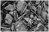 Close-up of driftwood, kelp, and rocks, Enderts Beach. Redwood National Park ( black and white)