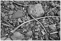 Close-up of rocky beach. Redwood National Park ( black and white)