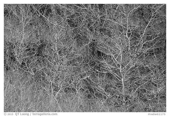 Bare alder trees and branches. Redwood National Park (black and white)