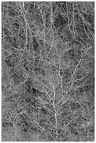 Lines formed by bare alder trees. Redwood National Park ( black and white)