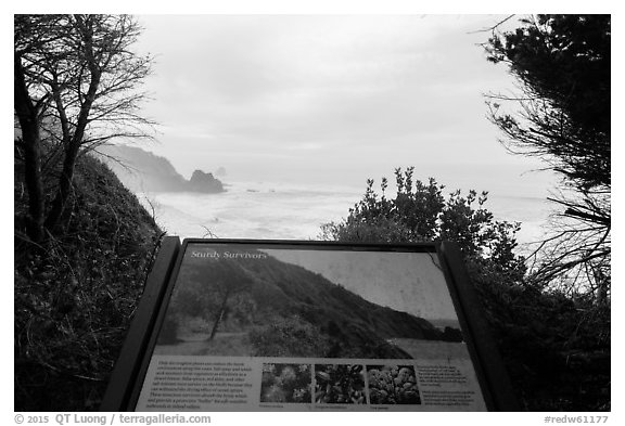 Coastline and Sturdy survivors interpretive sign. Redwood National Park (black and white)