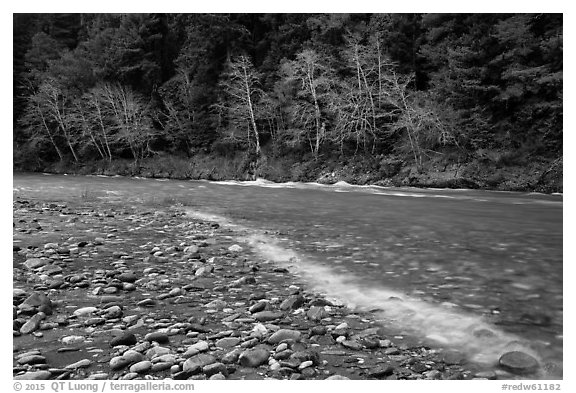 Smith River in winter, Jedediah Smith Redwoods State Park. Redwood National Park (black and white)