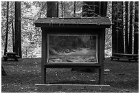 Interpretive picture and redoods on the banks of Smith River, Jedediah Smith Redwoods State Park. Redwood National Park ( black and white)