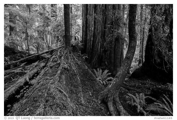 Fallen redwood as nurse log, Simpson-Reed Grove, Jedediah Smith Redwoods State Park. Redwood National Park (black and white)