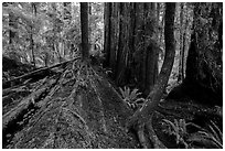 Fallen redwood as nurse log, Simpson-Reed Grove, Jedediah Smith Redwoods State Park. Redwood National Park ( black and white)