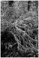 Hanging mosses on tree growing out of giant fallen redwood, Simpson-Reed Grove, Jedediah Smith Redwoods State Park. Redwood National Park ( black and white)