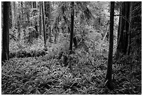 Luxuriant forest, Simpson-Reed Grove, Jedediah Smith Redwoods State Park. Redwood National Park ( black and white)