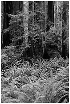 Luxuriant ferns and redwoods, Simpson-Reed Grove, Jedediah Smith Redwoods State Park. Redwood National Park ( black and white)