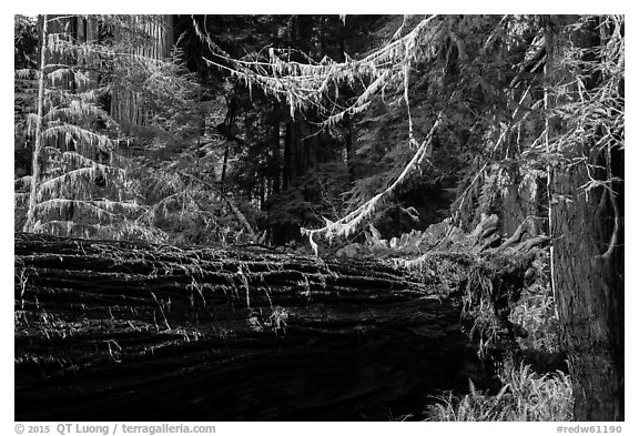 Fallen redwood in luxuriant forest, Simpson-Reed Grove, Jedediah Smith Redwoods State Park. Redwood National Park (black and white)