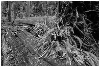 Giant fallen redwood trees, Simpson-Reed Grove, Jedediah Smith Redwoods State Park. Redwood National Park ( black and white)