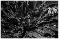 Roots of fallen redwood tree and fern, Simpson-Reed Grove, Jedediah Smith Redwoods State Park. Redwood National Park ( black and white)