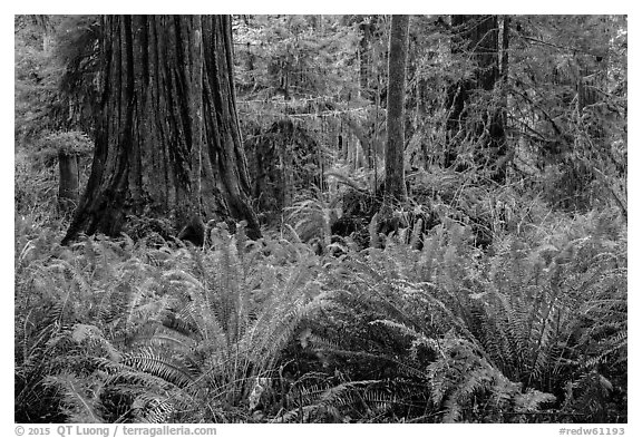 Jungle-like redwood forest, Simpson-Reed Grove, Jedediah Smith Redwoods State Park. Redwood National Park (black and white)