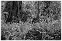 Jungle-like redwood forest, Simpson-Reed Grove, Jedediah Smith Redwoods State Park. Redwood National Park ( black and white)