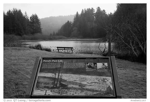 Pond and interpretive sign. Redwood National Park (black and white)