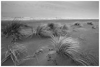 Dune grass, Gold Bluffs Beach, Prairie Creek Redwoods State Park. Redwood National Park ( black and white)
