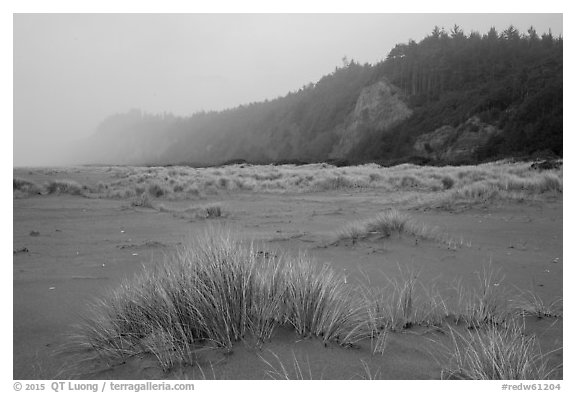 Dune grass, bluff in fog, Gold Bluffs Beach, Prairie Creek Redwoods State Park. Redwood National Park (black and white)