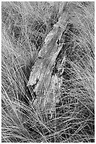 Tall grass and weathered driftwood, Prairie Creek Redwoods State Park. Redwood National Park ( black and white)