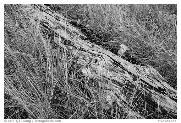Tall grass and weathered log, Prairie Creek Redwoods State Park. Redwood National Park (black and white)