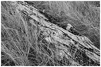 Tall grass and weathered log, Prairie Creek Redwoods State Park. Redwood National Park ( black and white)