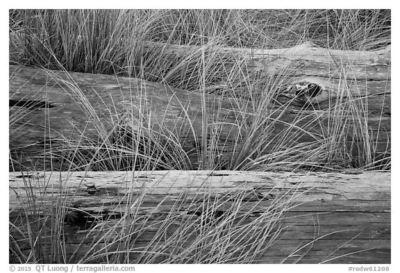 Weathered driftwood logs in tall grass, Prairie Creek Redwoods State Park. Redwood National Park (black and white)