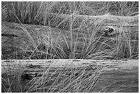 Weathered driftwood logs in tall grass, Prairie Creek Redwoods State Park. Redwood National Park ( black and white)